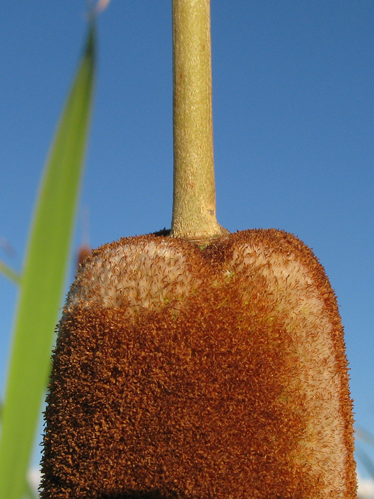 Image of genus Typha specimen.