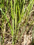 Carex atherodes. Нижняя часть растения. Видны характерные опушённые листовые влагалища. Ленинградская обл., Тосненский р-н, окр. Тосно, луг у шоссе. 14.06.2009.