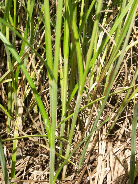 Image of Carex atherodes specimen.