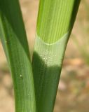 Carex aquatilis. Плёнчатая часть влагалища листа. Костромская обл., Кадыйский р-н, правый берег р. Нёмда в районе дер. Селище. 28 июня 2013 г.