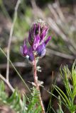 Oxytropis subcapitata. Соцветие. Южный Казахстан, хр. Боролдайтау, ущ. Кенозен. 22.04.2013.
