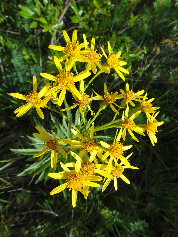 Image of Senecio cannabifolius specimen.