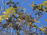 Phellodendron amurense. Ветви с соплодиями и листьями в осенней окраске. Владивосток, Академгородок. 13 октября 2013 г.