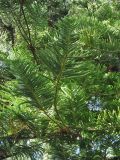 Araucaria heterophylla. Ветви. Испания, Канарские острова, Тенерифе, ботанический сад в Пуэрто-де-ла-Крус. 6 марта 2008 г.