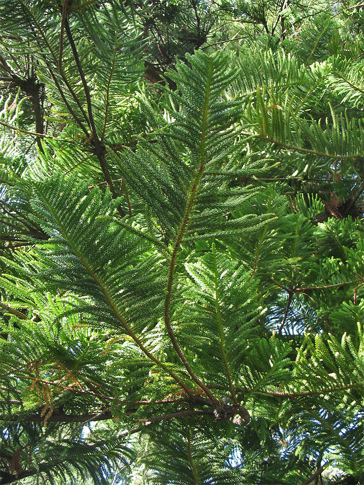 Image of Araucaria heterophylla specimen.