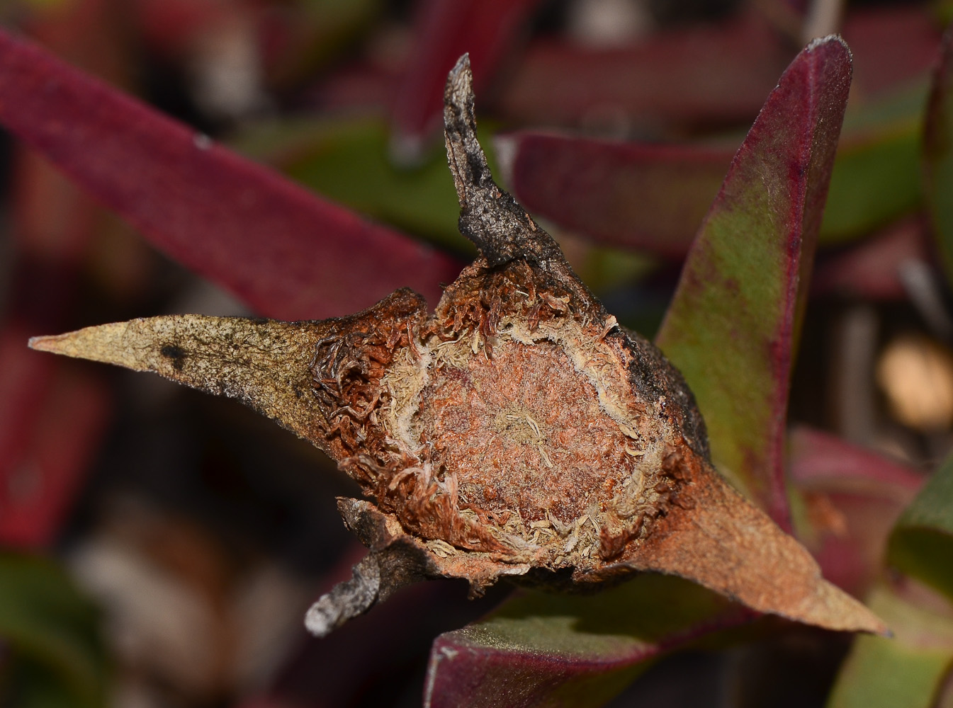 Изображение особи род Carpobrotus.