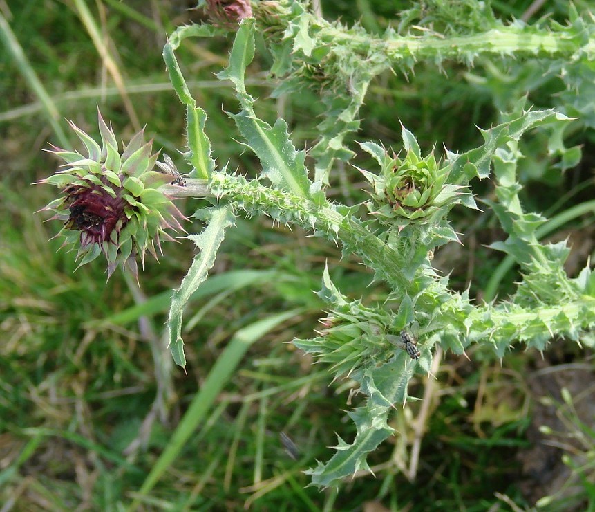 Image of Carduus thoermeri specimen.