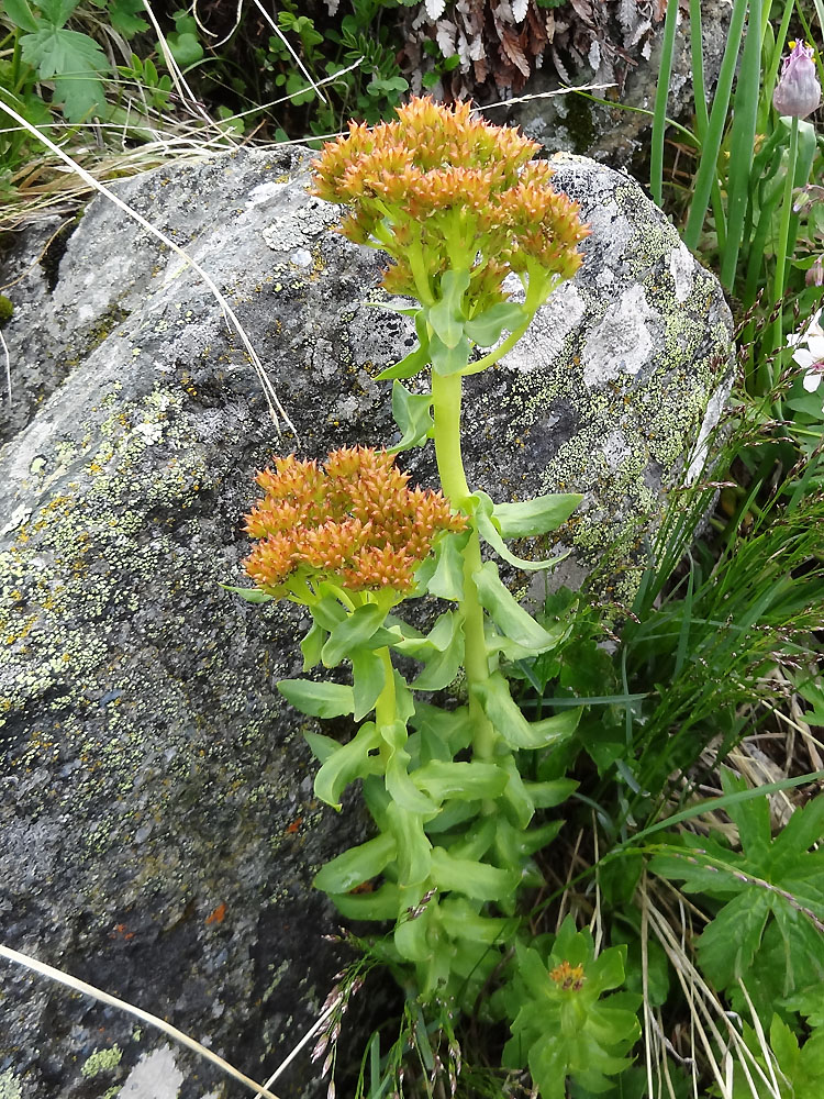 Изображение особи Rhodiola rosea.