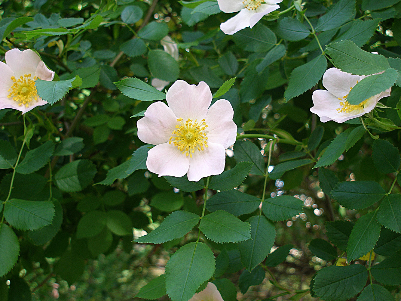 Изображение особи Rosa canina.