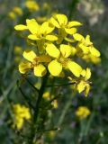 Bunias orientalis