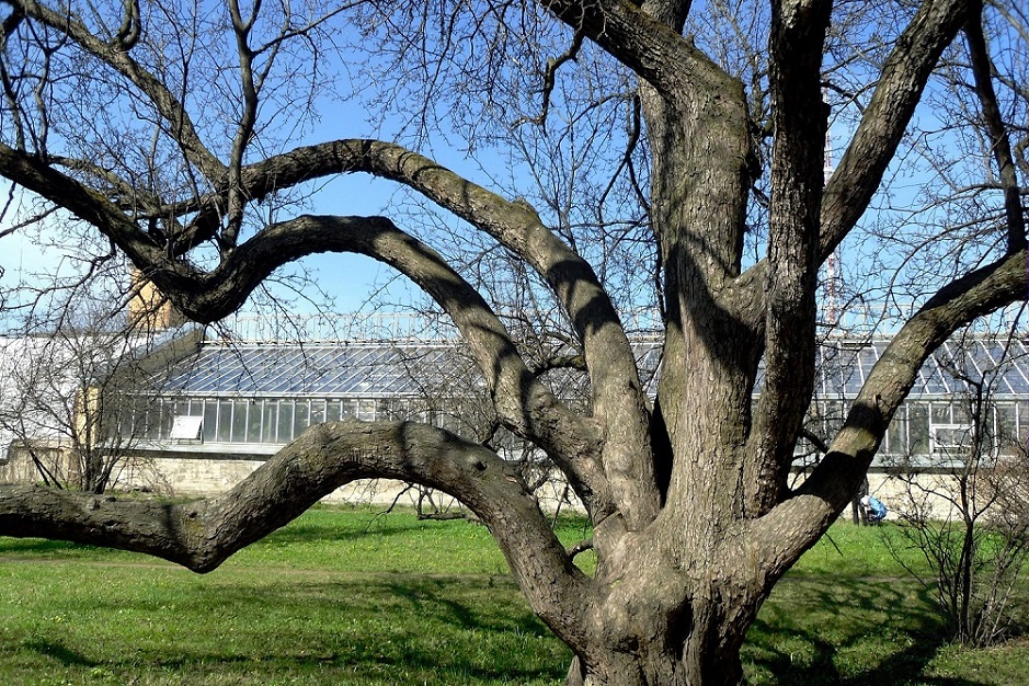 Изображение особи Malus mandshurica.