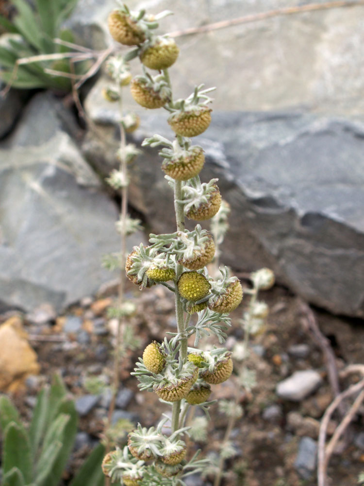 Image of Artemisia aschurbajewii specimen.