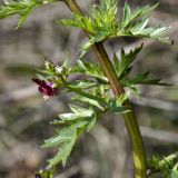 Scrophularia lucida