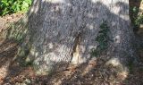 Pinus strobus. Комель взрослого дерева. Германия, г. Bad Lippspringe, Kaiser-Karls Park. 02.02.2014.