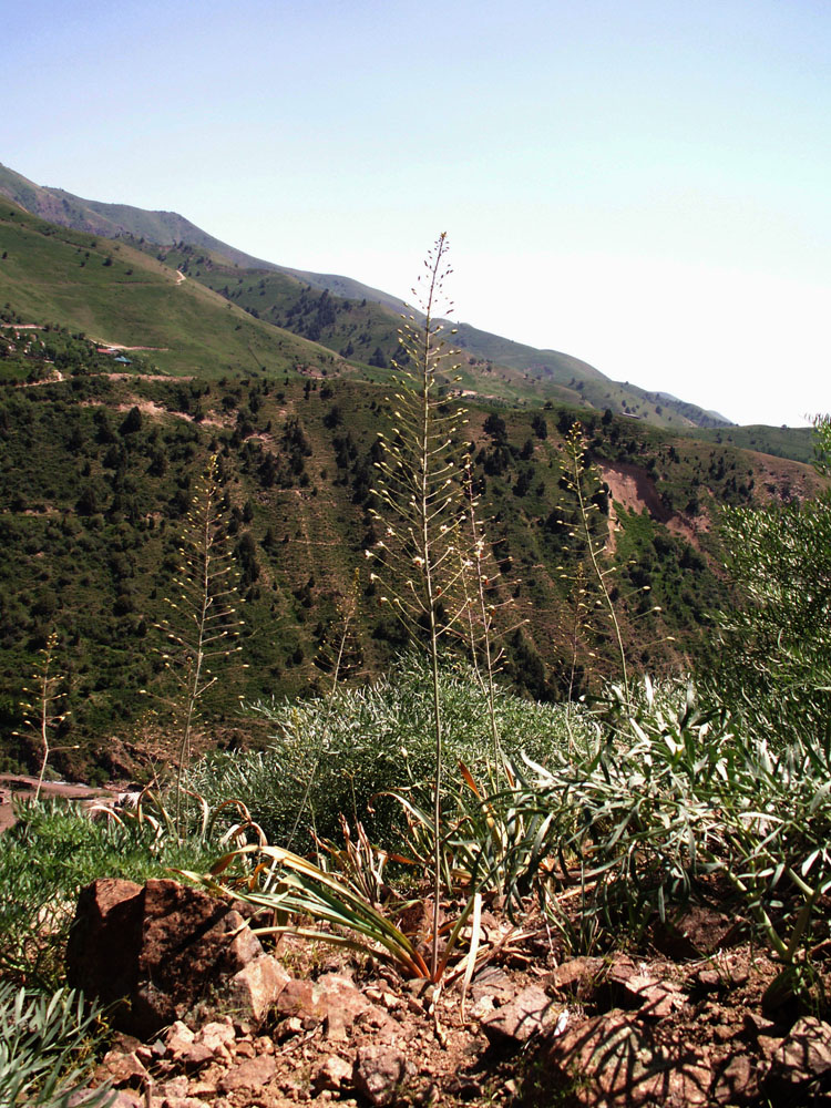 Изображение особи Eremurus soogdianus.