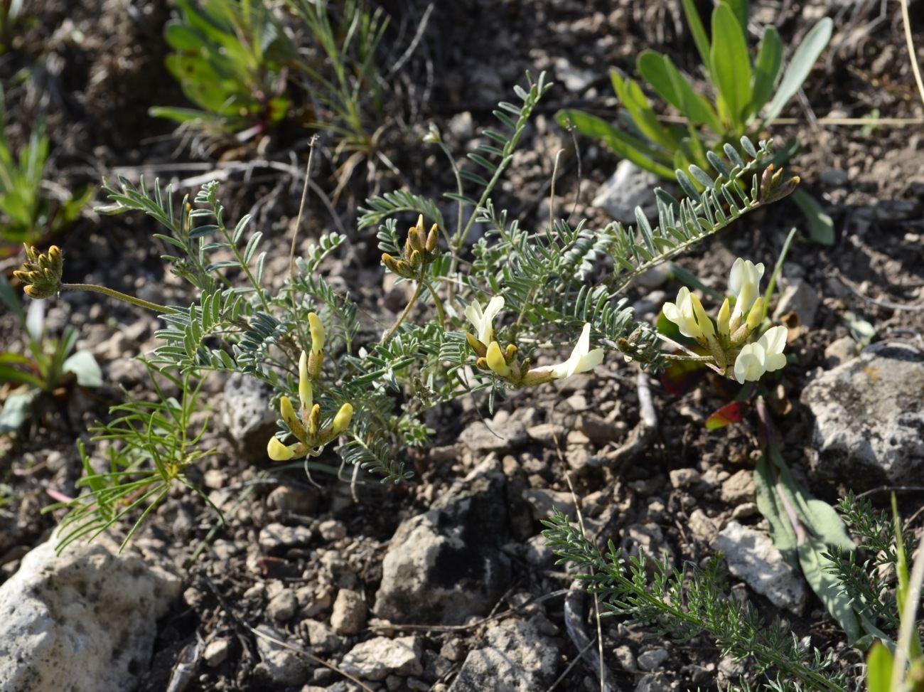 Изображение особи Astragalus karelinianus.