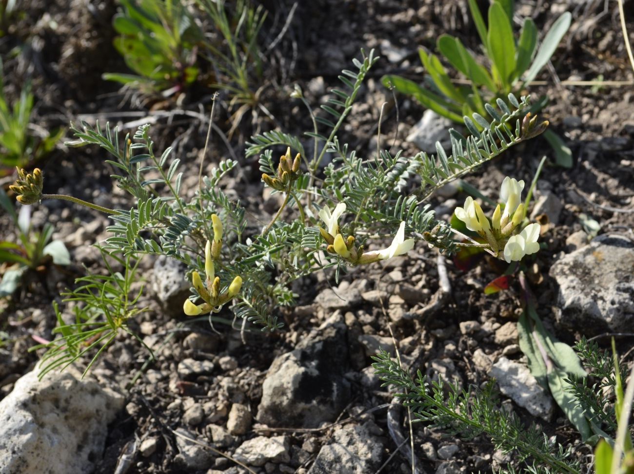 Image of Astragalus karelinianus specimen.