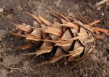 Pseudotsuga menziesii. Опавшая прошлогодняя шишка. Украина, г. Запорожье, Запорожский детский ботанический сад. 30.03.2014.