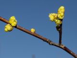 Lindera benzoin