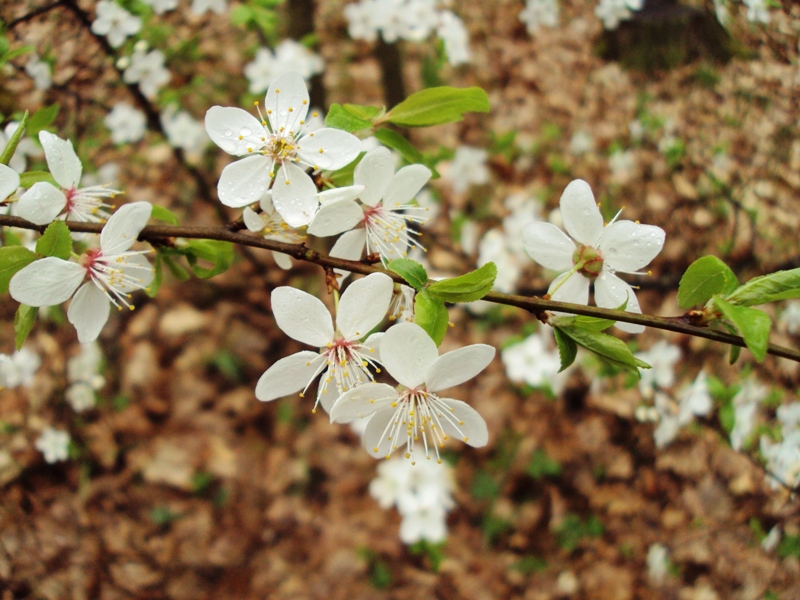 Изображение особи Prunus cerasifera.