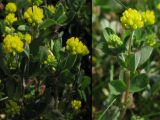 Trifolium dubium. Цветущие растения у обочины дороги. Нидерланды, провинция Гронинген. Май 2007 г.