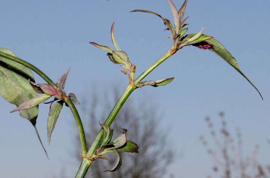 Image of Leycesteria formosa specimen.