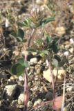 Trifolium scabrum. Цветущие растения. Крым, Севастополь, Сарандинакина балка. 30.04.2014.