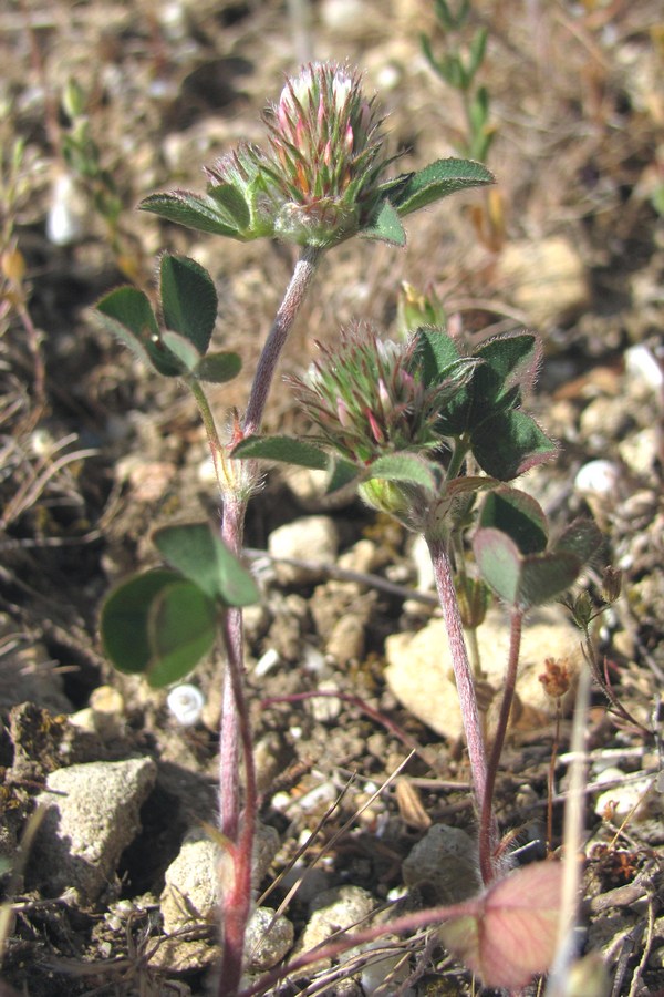 Image of Trifolium scabrum specimen.