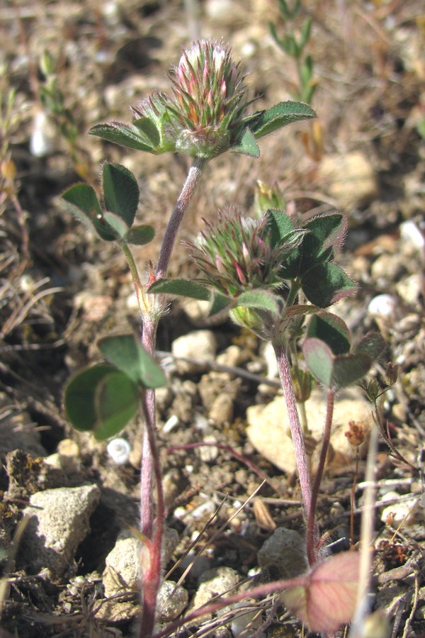 Изображение особи Trifolium scabrum.