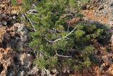 Juniperus phoenicea. Ветви стелющегося растения. Греция, п-ов Пелопоннес, окр. г. Катаколо. 12.04.2014.