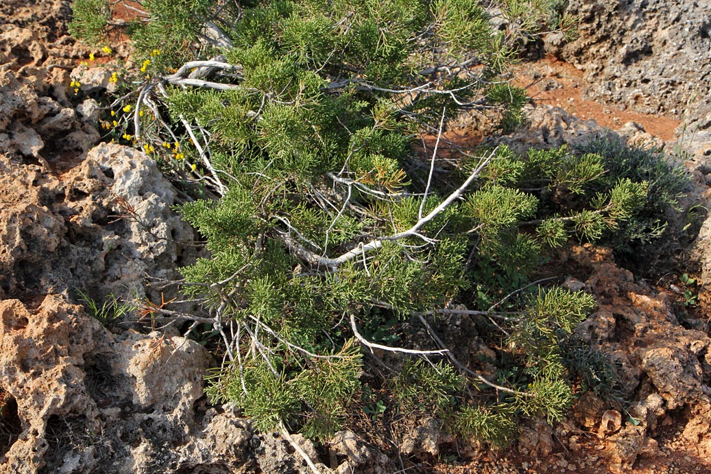 Изображение особи Juniperus phoenicea.