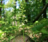 Platanthera chlorantha. Соцветие. Краснодарский край, Туапсинский район, отрог ГКХ близ скалы Зуб, лиственный лес. 17.05.2014.