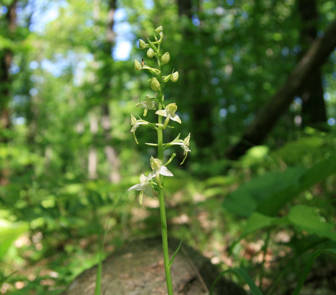 Изображение особи Platanthera chlorantha.