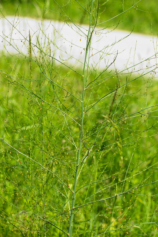 Image of Asparagus officinalis specimen.