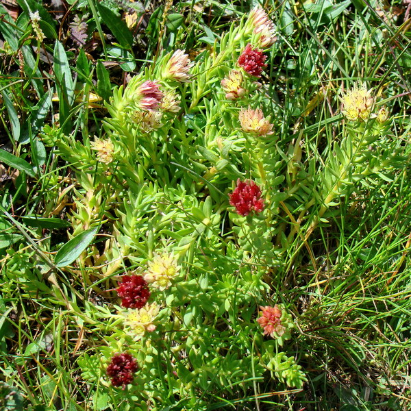 Изображение особи Rhodiola algida.