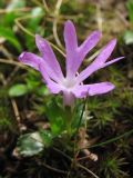 Primula minima