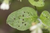 Symphytum tauricum. Лист, изъеденный жуками-листоблошками. Крым, окр. Бахчисарая, урочище Мариам-Дере. 06.06.2014.