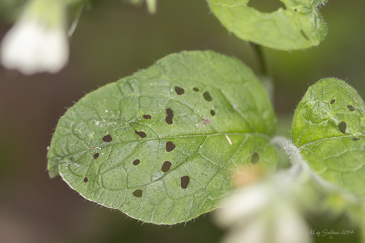 Image of Symphytum tauricum specimen.