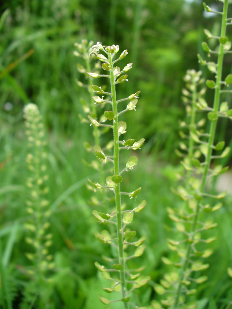 Image of Lepidium campestre specimen.