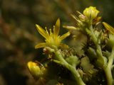 Sedum reflexum. Часть соцветия (вид снизу). Украина, Луганская обл., г. Кировск, породный отвал. 29.06.2014.