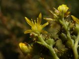 Sedum reflexum