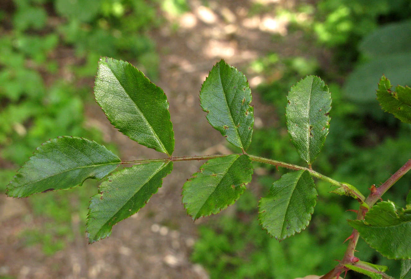 Image of Rosa maximowicziana specimen.