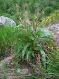 Rumex longifolius. Вегетирующее растение с прошлогодними сухими цветоносами. Кольский п-ов, Восточный Мурман, Дальние Зеленцы, насыпной песчаный берег губы Дальнезеленецкая. 16.07.2014.