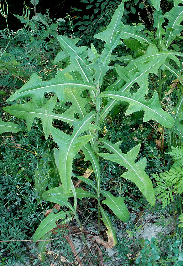 Изображение особи Sonchus oleraceus.