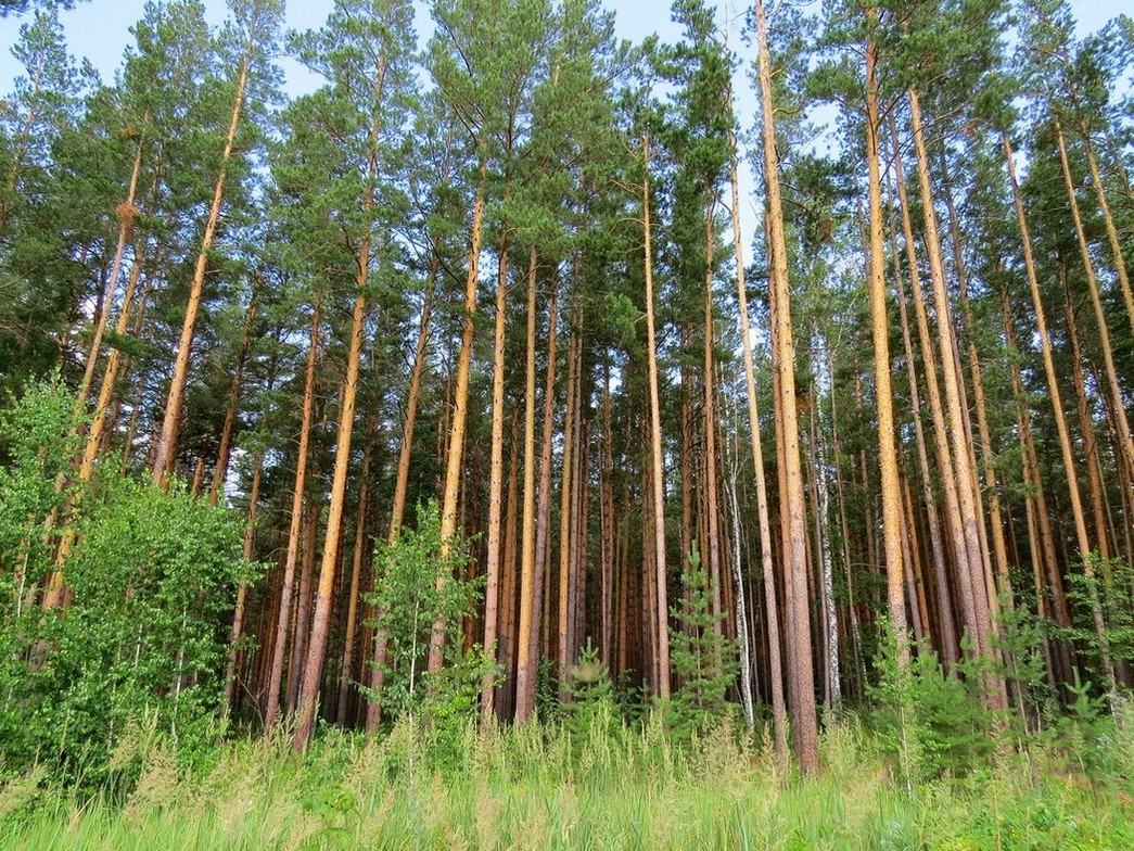 Изображение особи Pinus sylvestris.