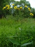 Crepis paludosa