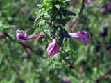 Pedicularis karoi