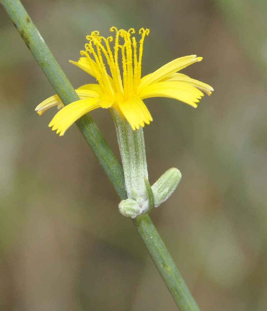 Изображение особи Chondrilla juncea.