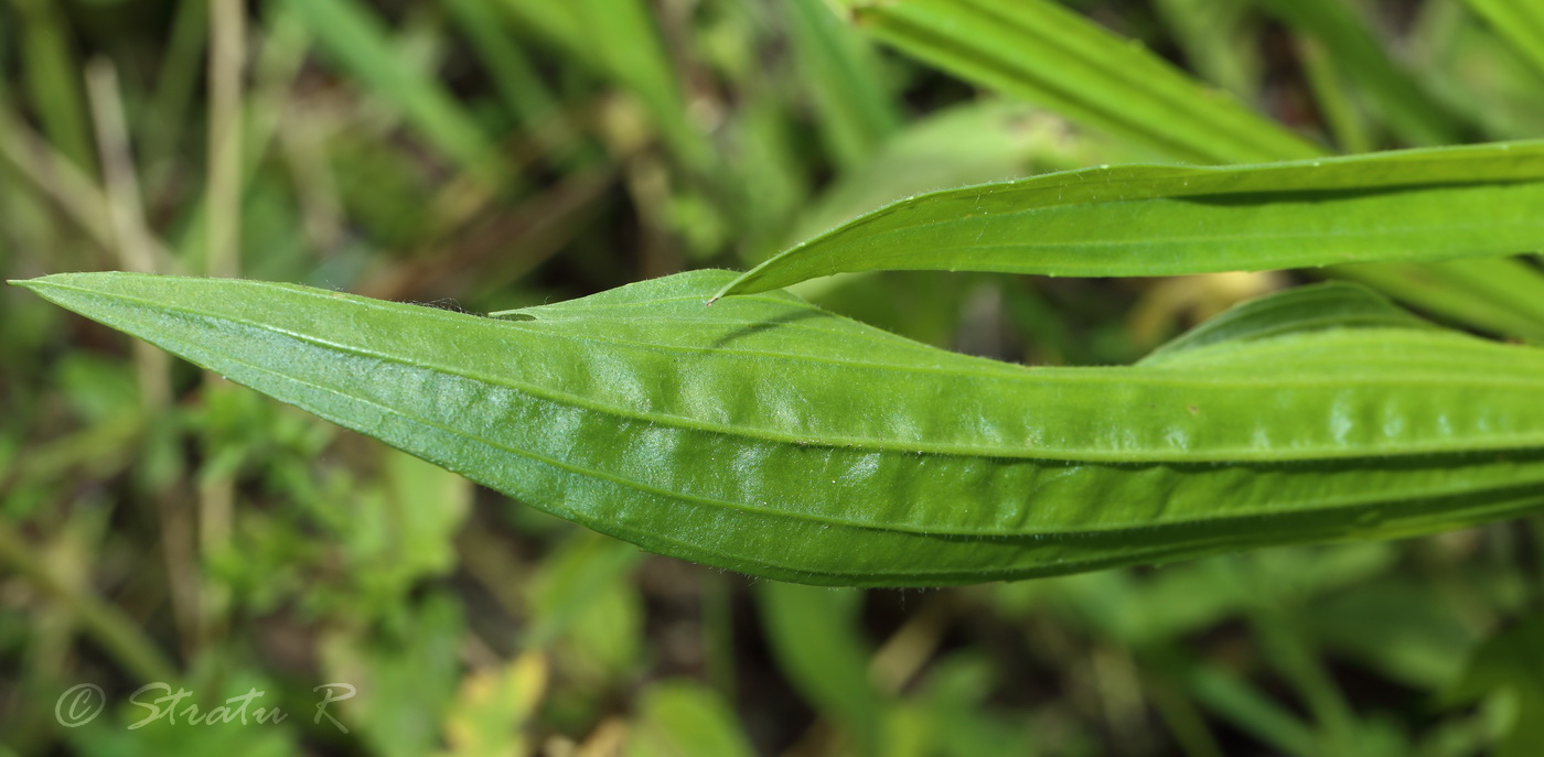 Изображение особи Plantago lanceolata.