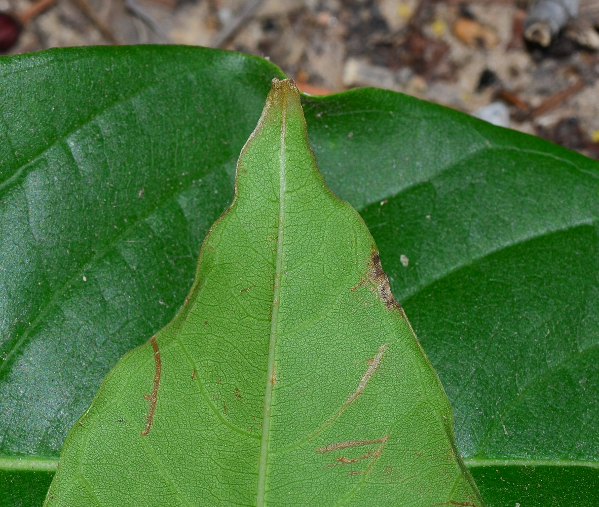 Изображение особи Lagerstroemia speciosa.